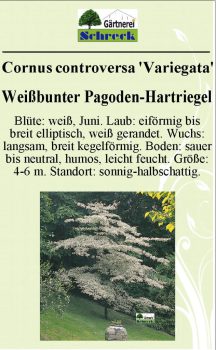 Pflanzenschilder_Schreck_Seite_569-633x1024