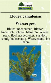 Pflanzenschilder_Schreck_Seite_292-633x1024